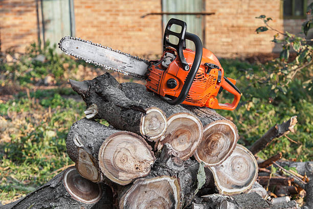 Havre, MT Tree Service Company